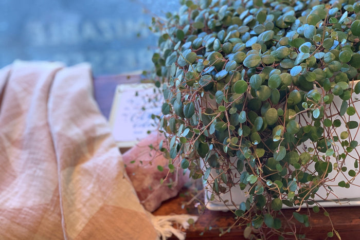 Uplifting Your Life With Indoor Plants - Blog by Resthouse