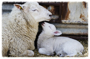 Wool Bedding... Taking a Closer Look