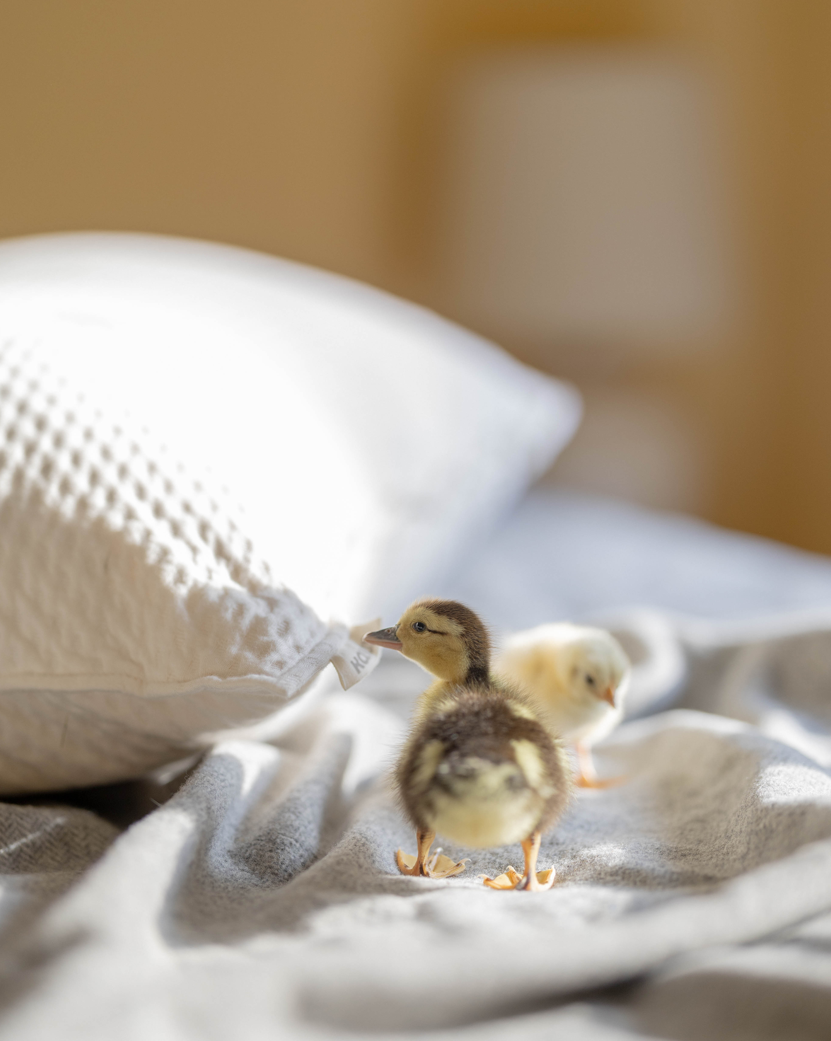 Kakun Organic Luxury Latex Pillow - pillow in sunshine, with a duckling nibbling at the fabric logo tag.