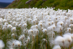 We Have Choice: The Case for Organic Cotton