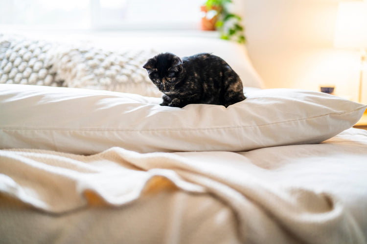 In Search of the Perfect Pillow - Pillow Guide Blog by Resthouse