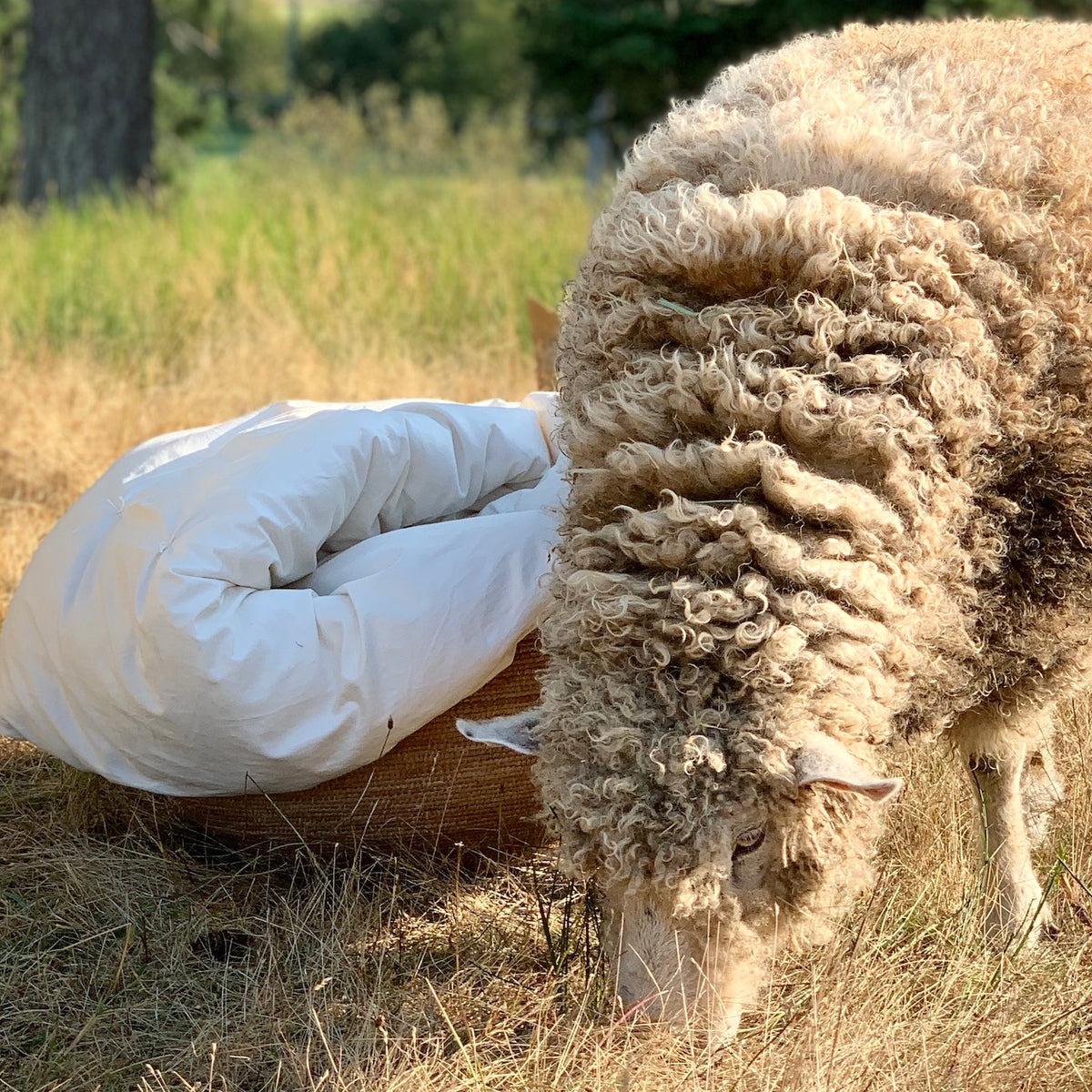 How to sleep like a lamb: the benefit of a pure-wool duvet - Country Life