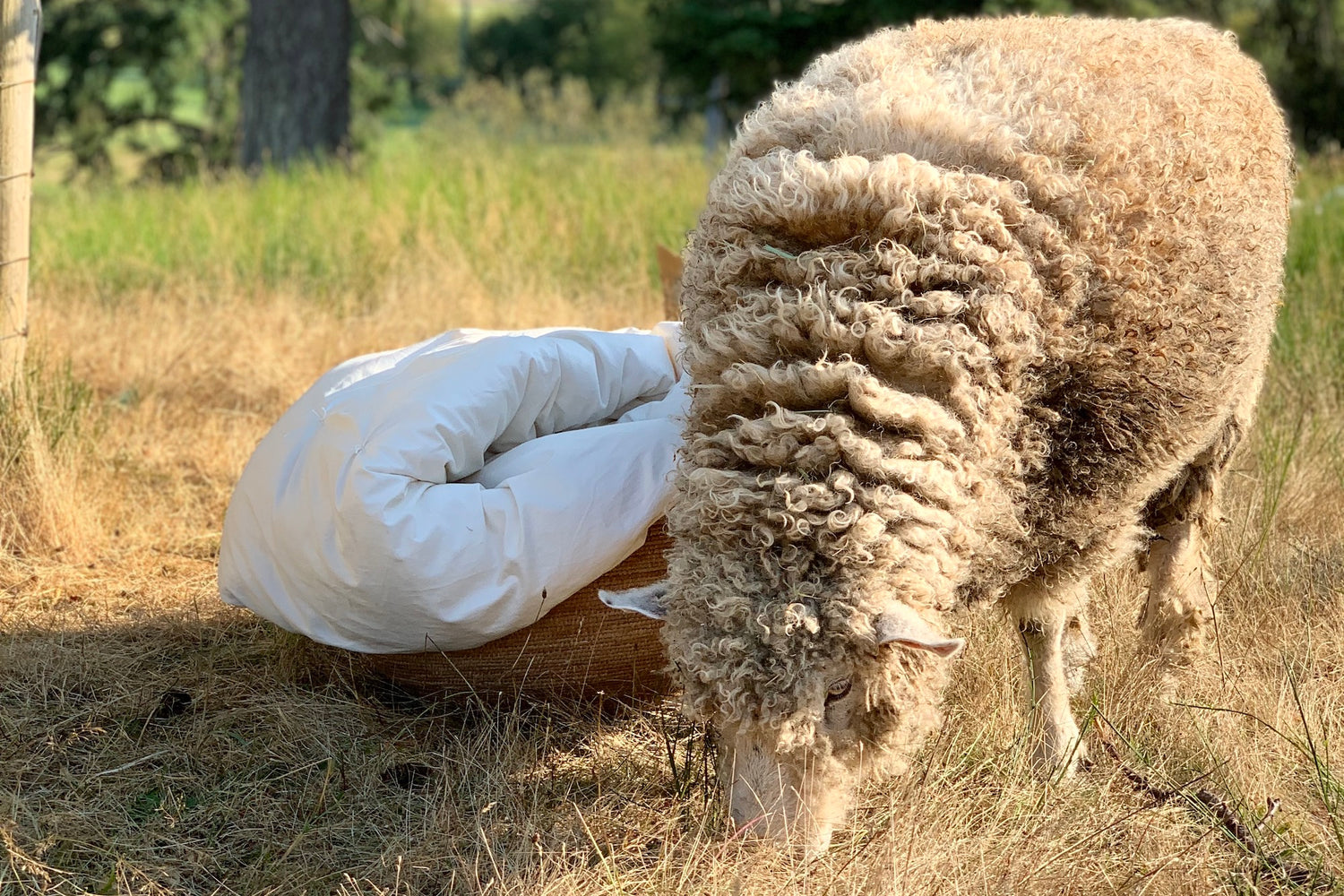 Wool: The Perfectly Evolved Bedding Material - Resthouse Blog