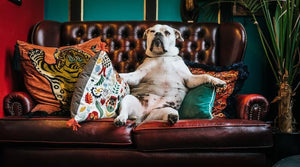 Dog sleeping on a recliner