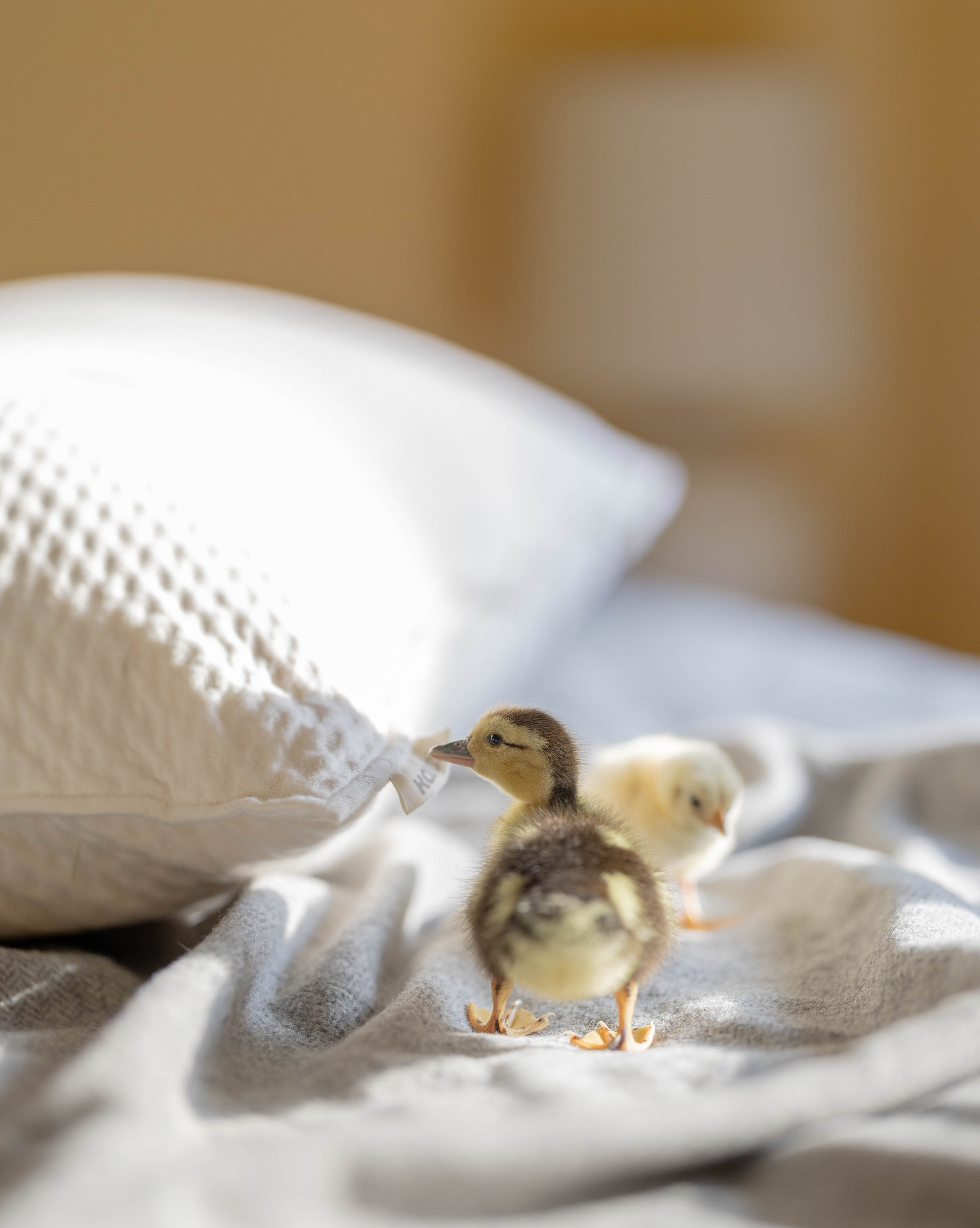 Kakun luxury organic latex head pillow laying on bed with yellow and brown baby duck and yellow baby chick also on bed beside pillow